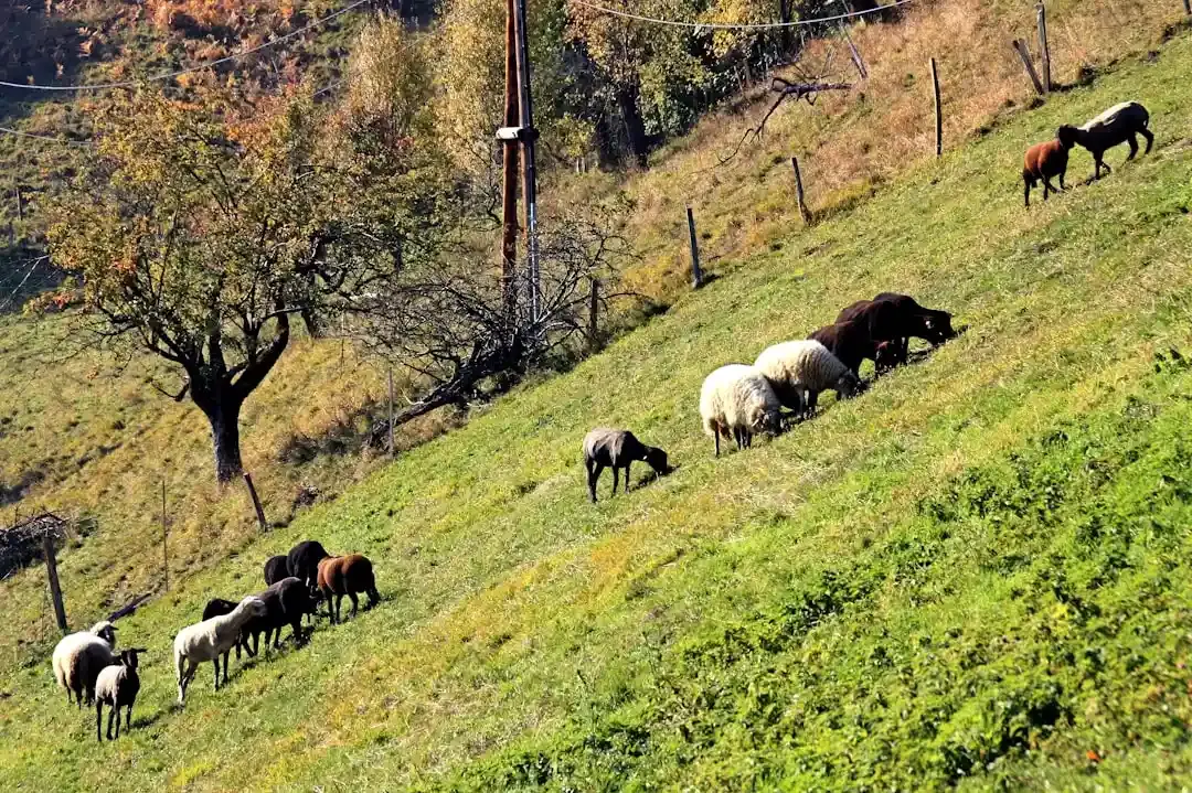 Aversiunea față de animale de companie după naștere este reală