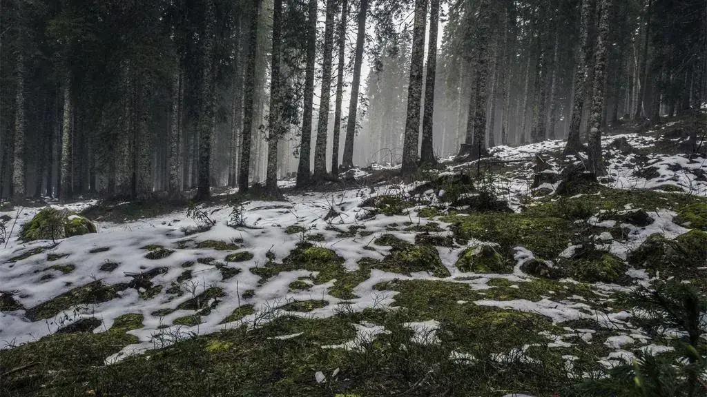 Revizuirea Saltelei pentru tineri Saatva (2022): Este aceasta cea mai bună saltelie pentru copii?