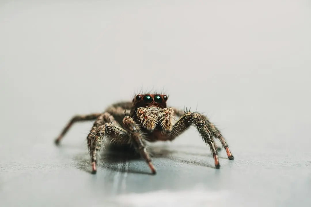 Spider Fine Motor Skills Activitate cu mărgele